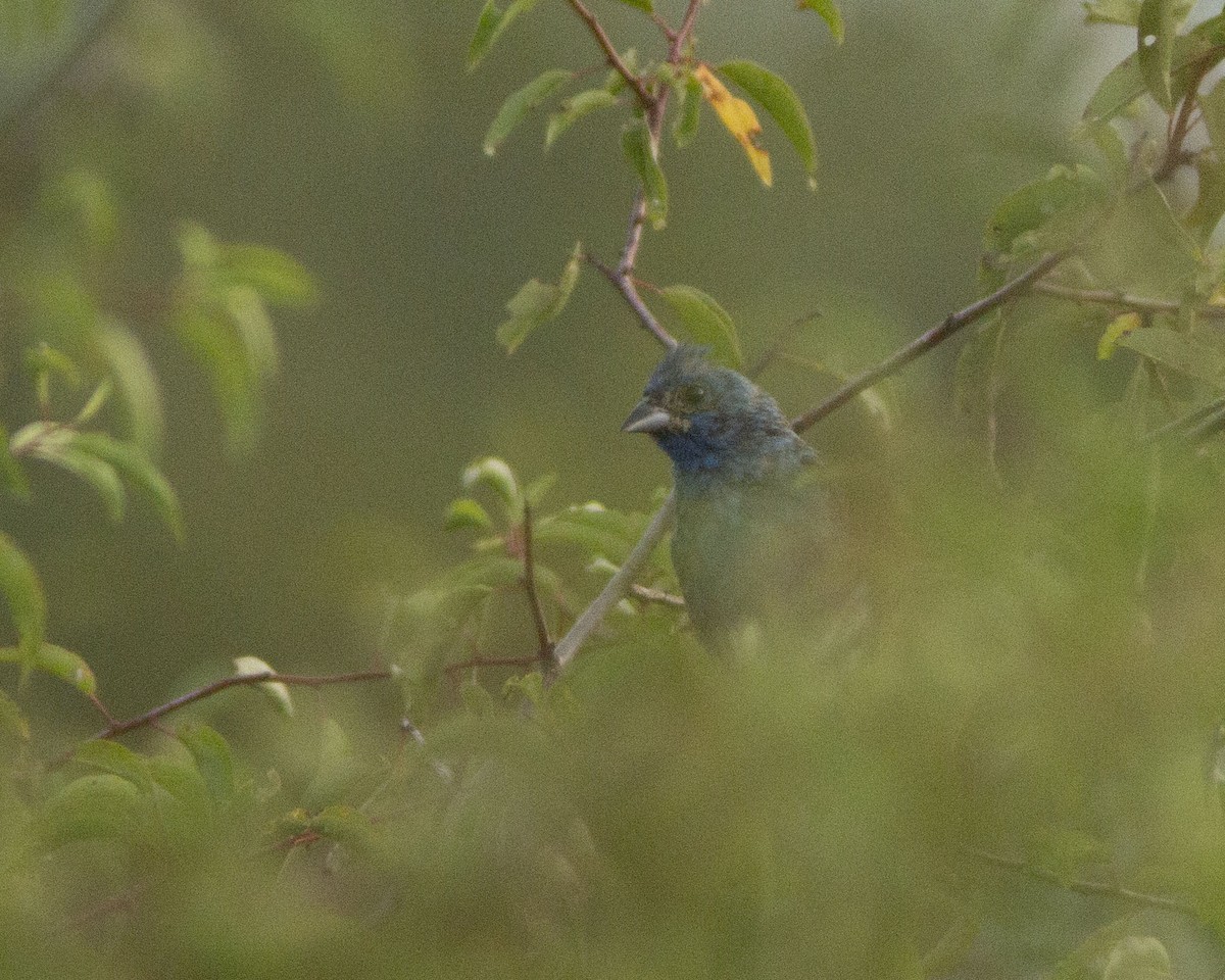 Indigo Bunting - ML647060150