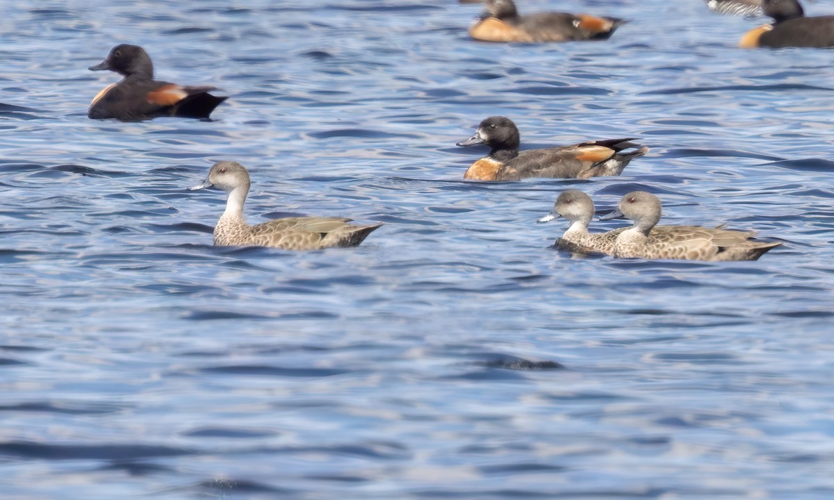 čírka bělohrdlá - ML647060151