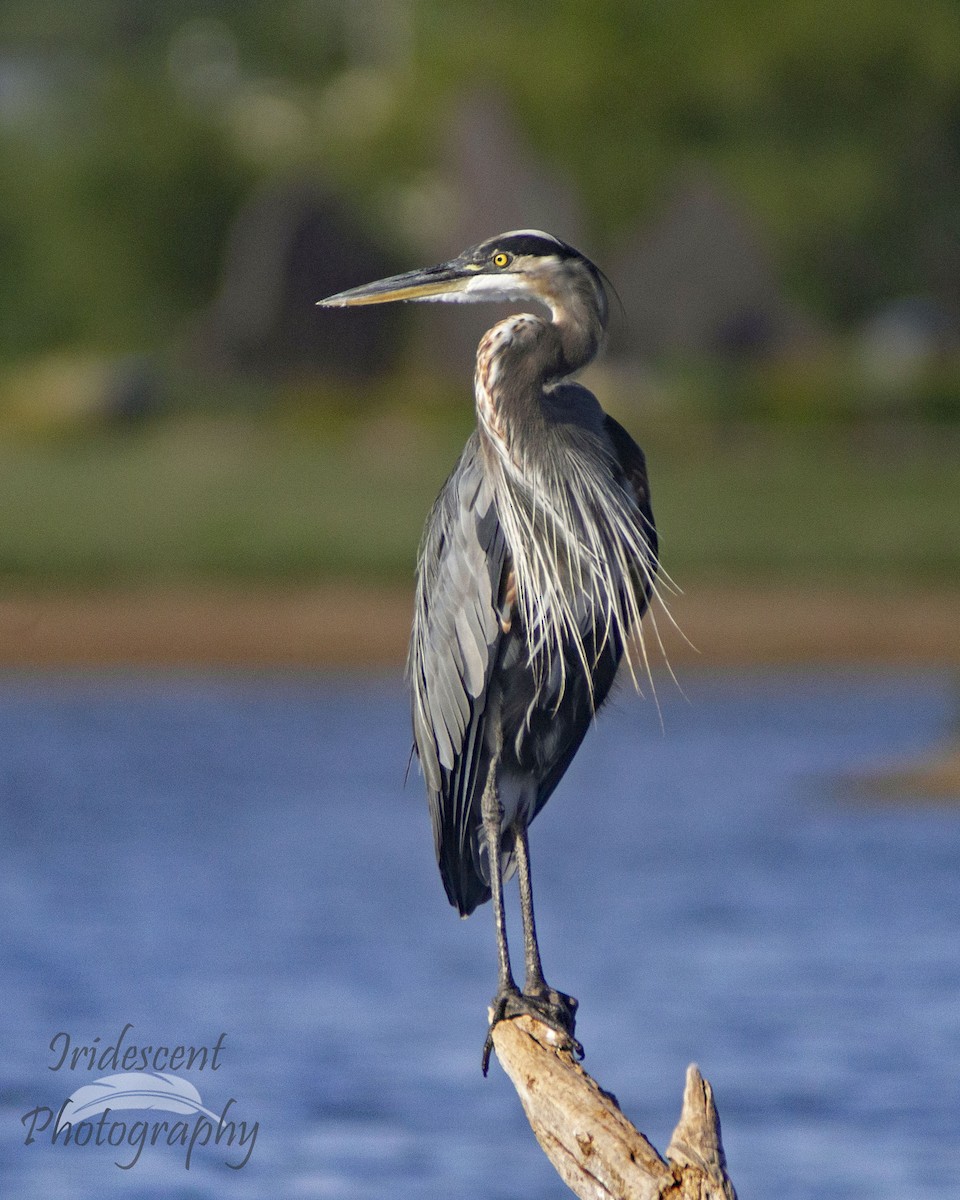 Great Blue Heron - ML647060154