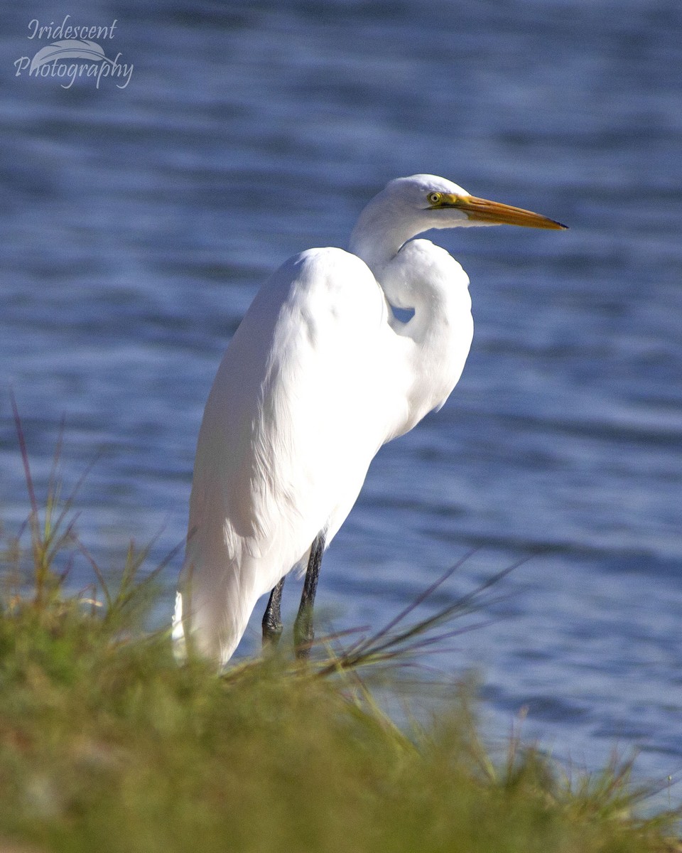 Great Egret - ML647060158