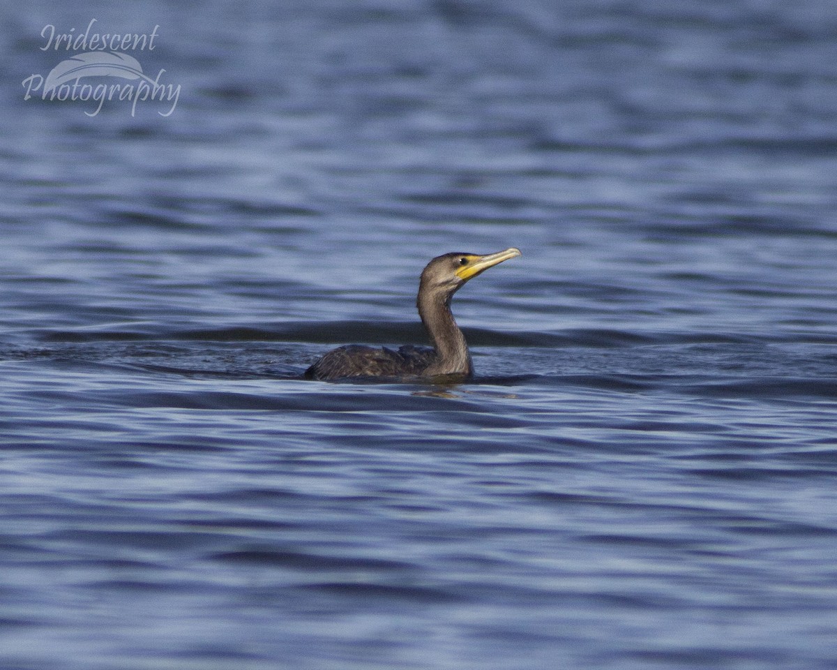 kormorán ušatý - ML647060159