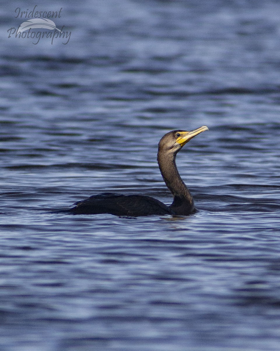 kormorán ušatý - ML647060160