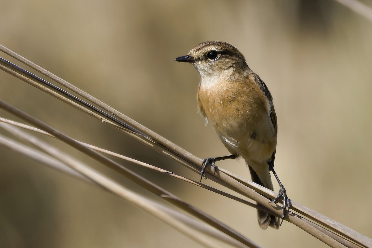 Amur Stonechat - ML647060161