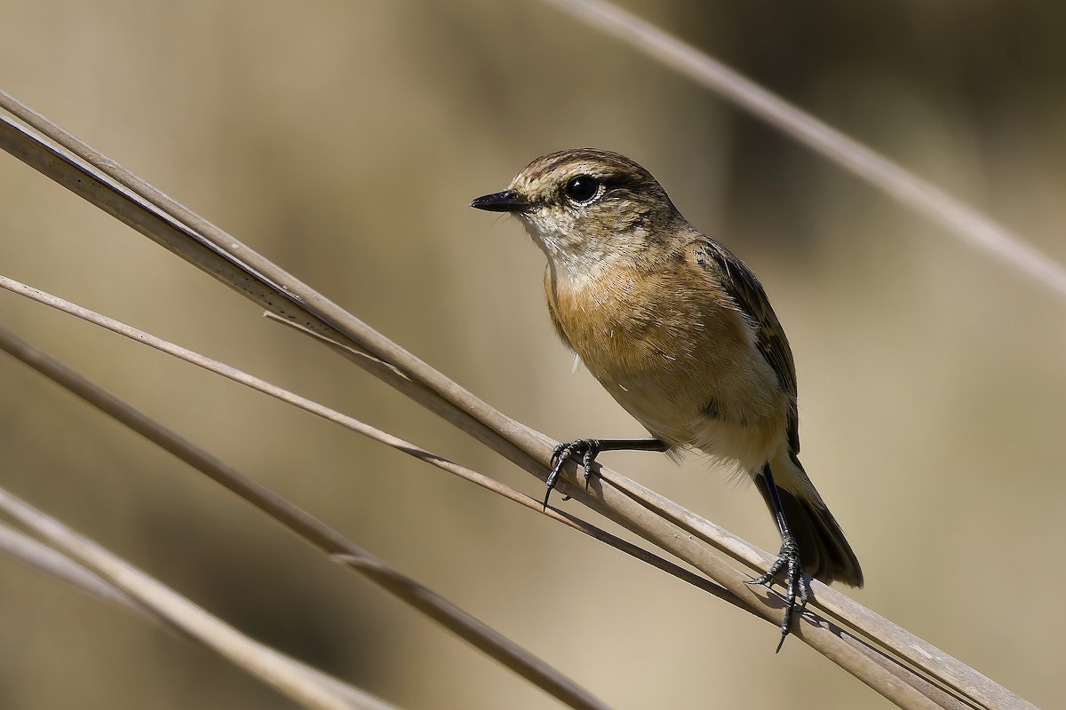 Amur Stonechat - ML647060162