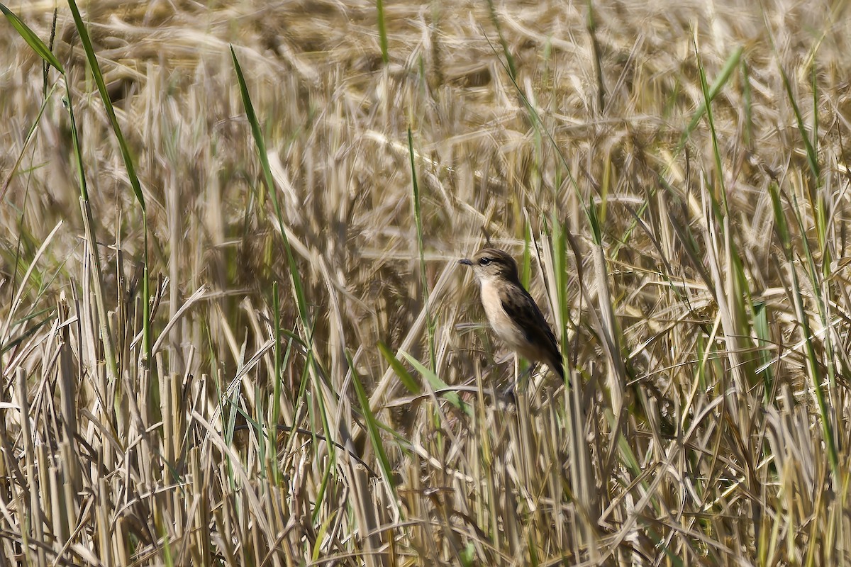 Amur Stonechat - ML647060163