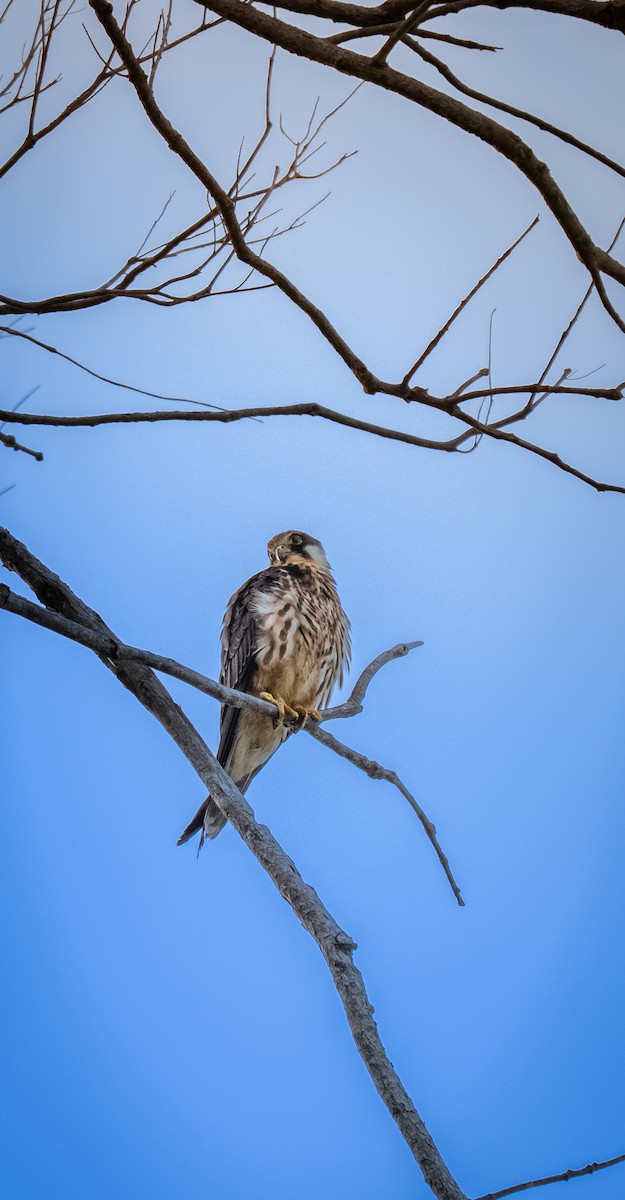 Eurasian Hobby - ML647060164