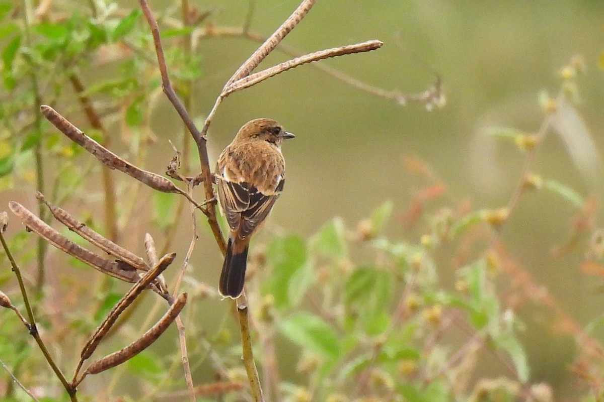 Amur Stonechat - ML647060165