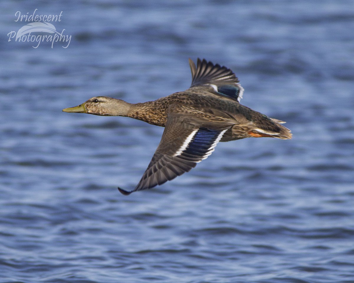 Mallard - ML647060167