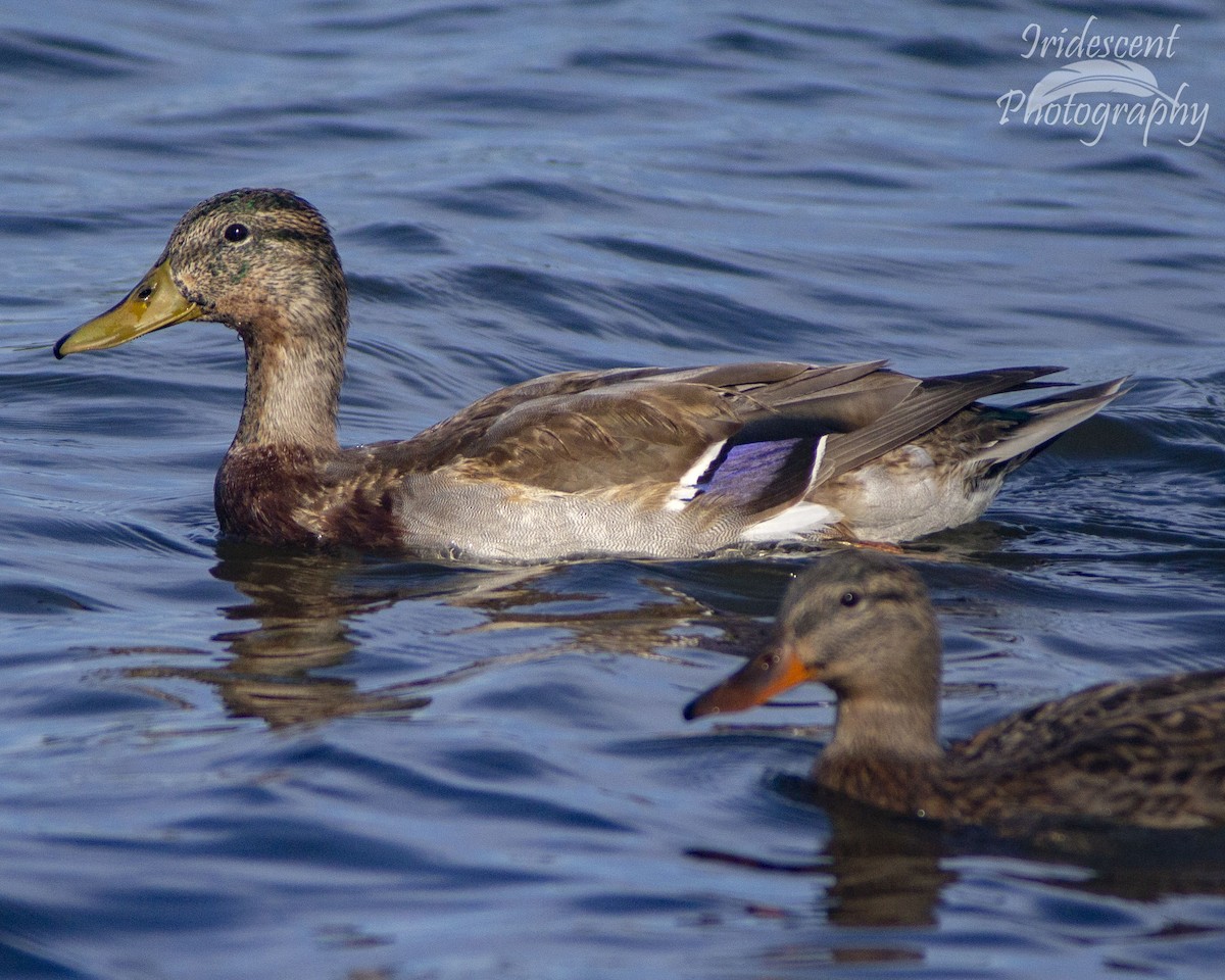 Mallard - ML647060168