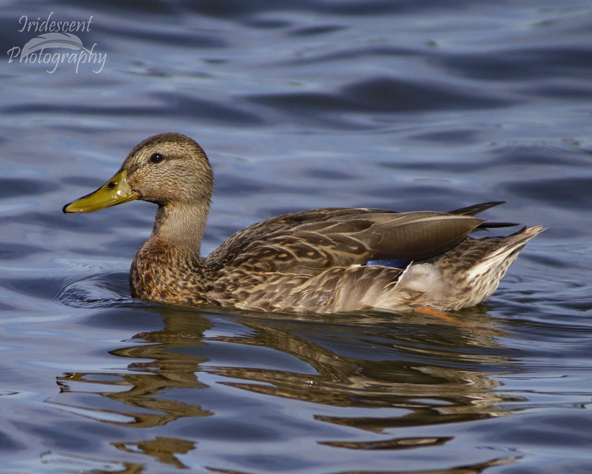 Mallard - ML647060169