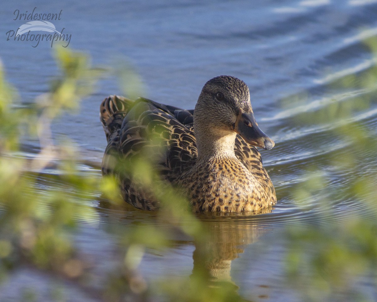 Mallard - ML647060170