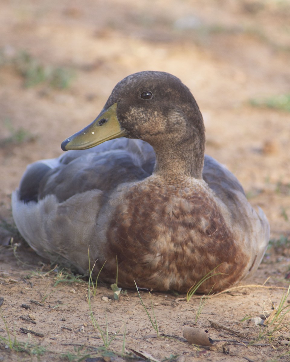 Mallard - ML647060171