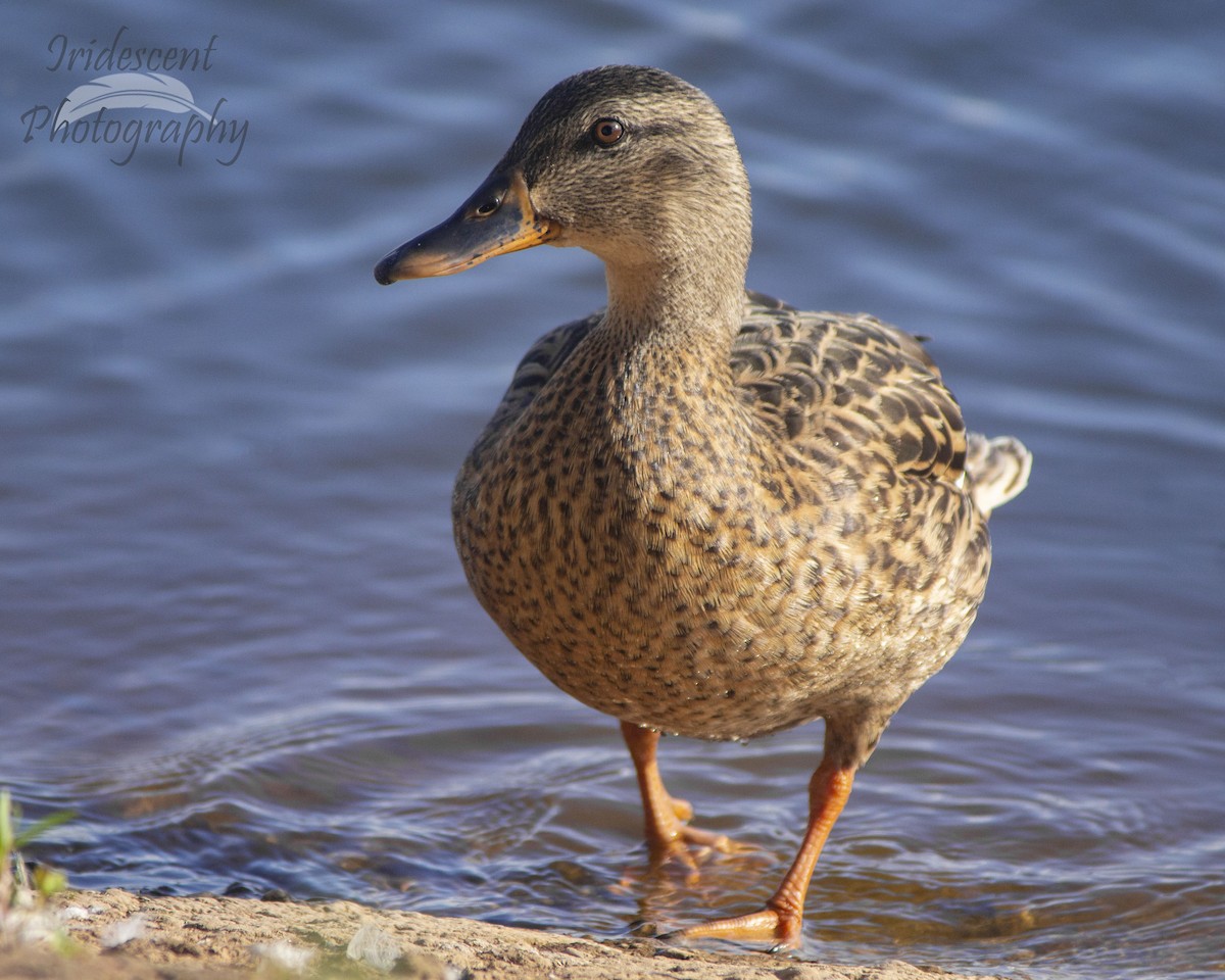 Mallard - ML647060172