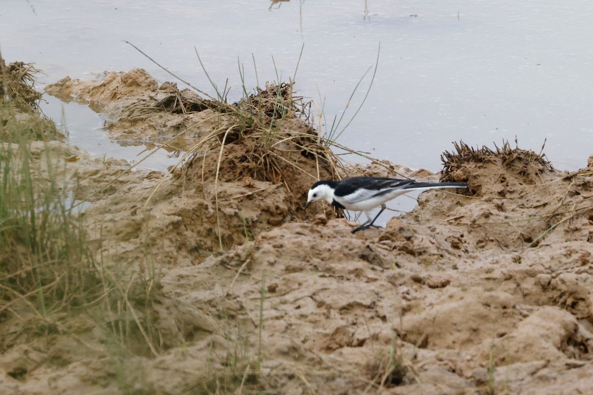 White Wagtail - ML647060186