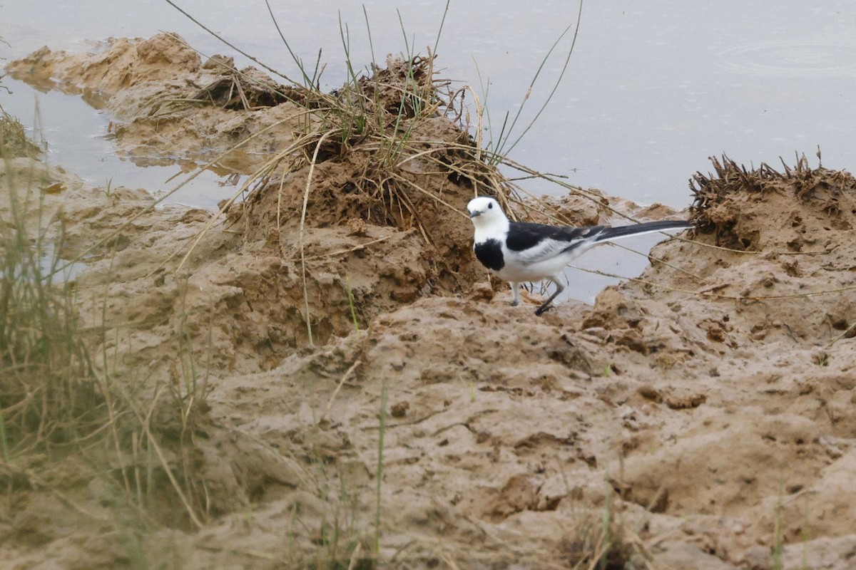 White Wagtail - ML647060187