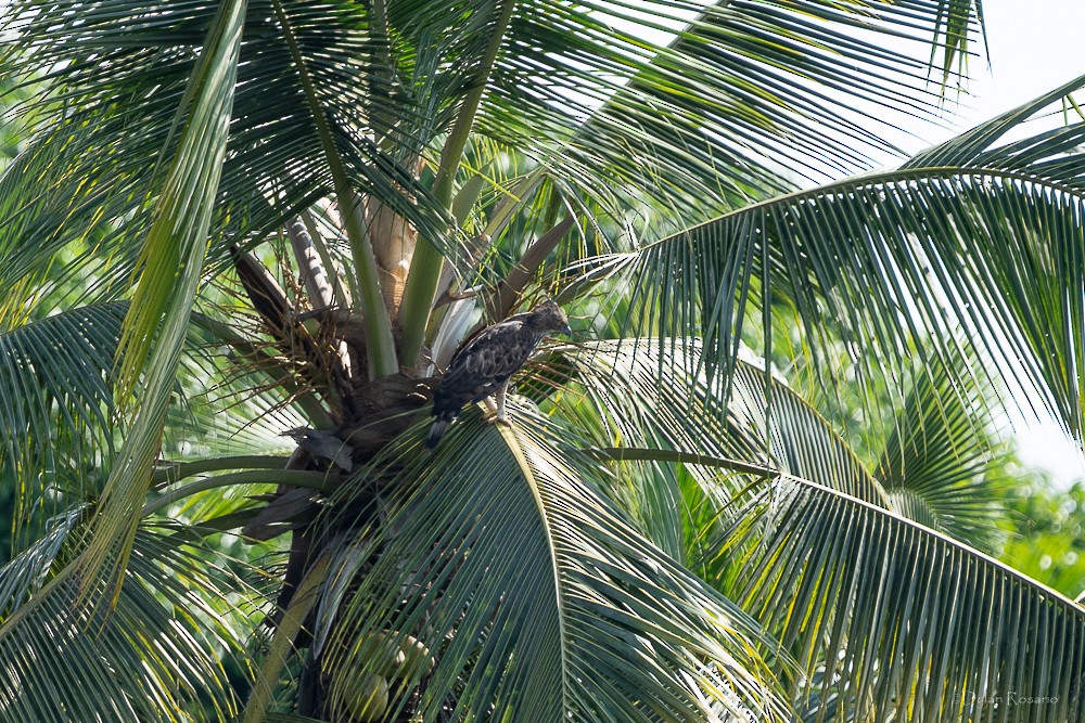 Changeable Hawk-Eagle - ML647060188