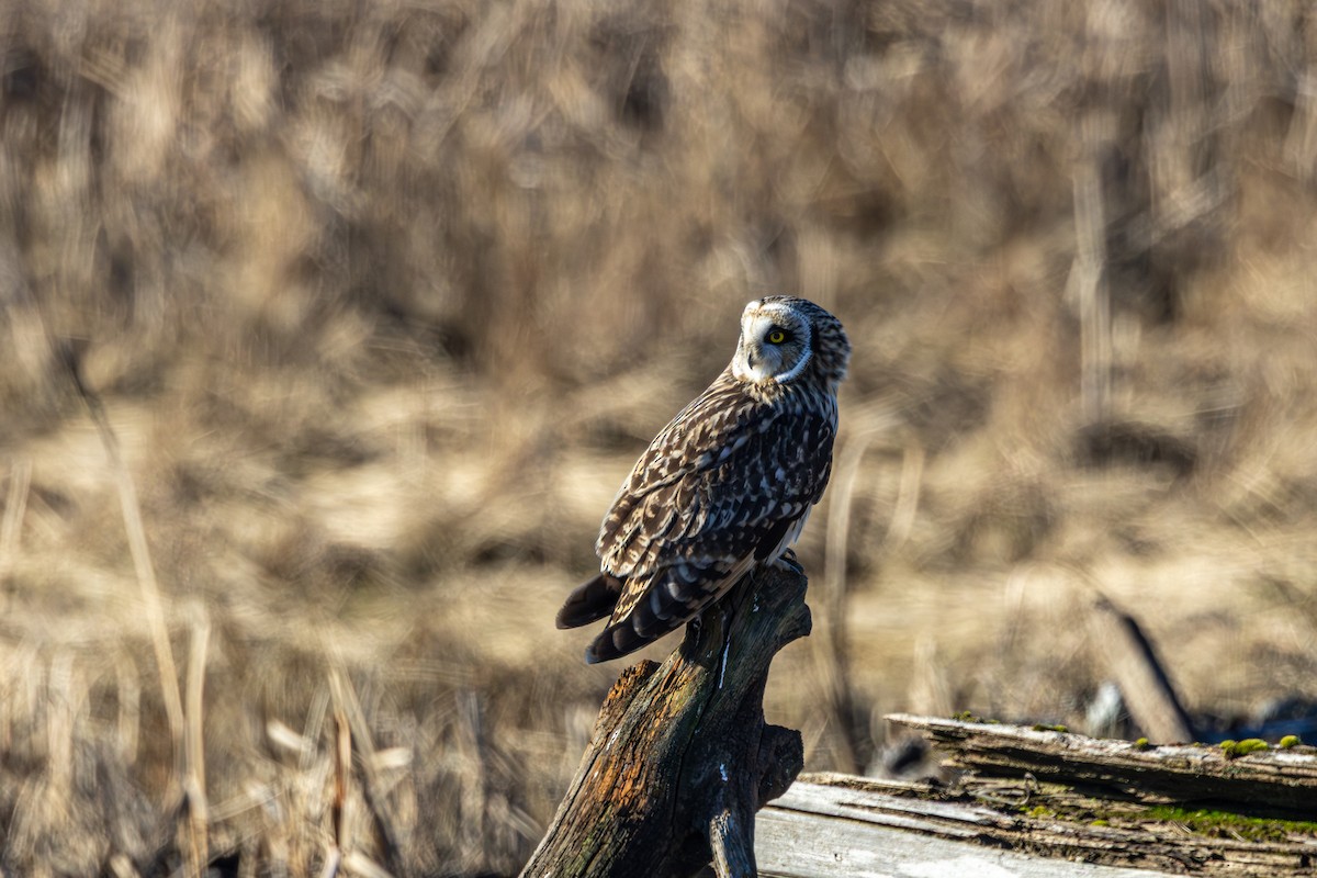 Short-eared Owl - ML647060192
