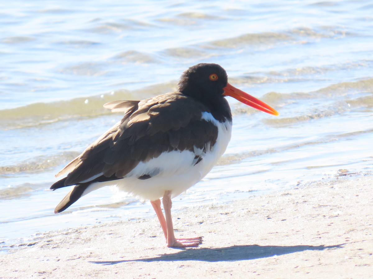 American Oystercatcher - ML647060198