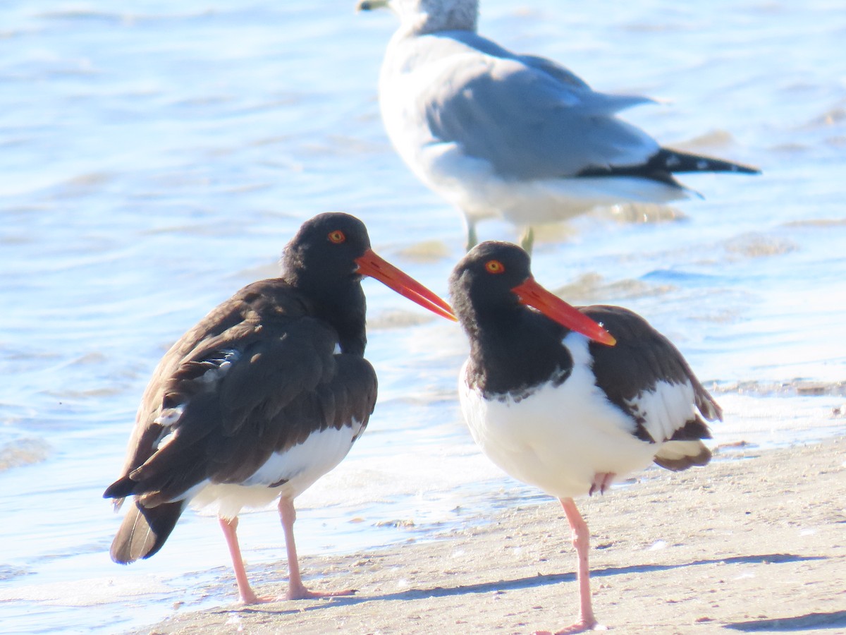 American Oystercatcher - ML647060199