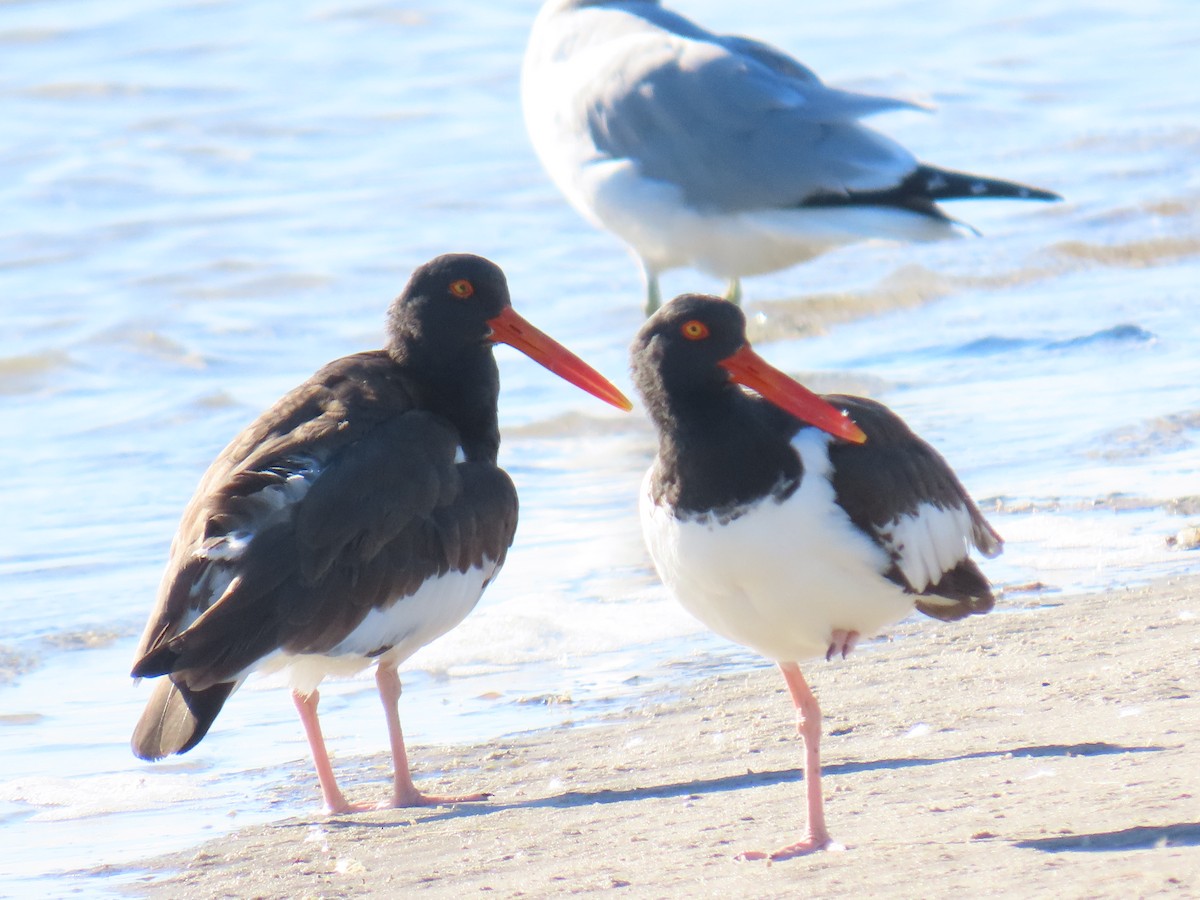 American Oystercatcher - ML647060200