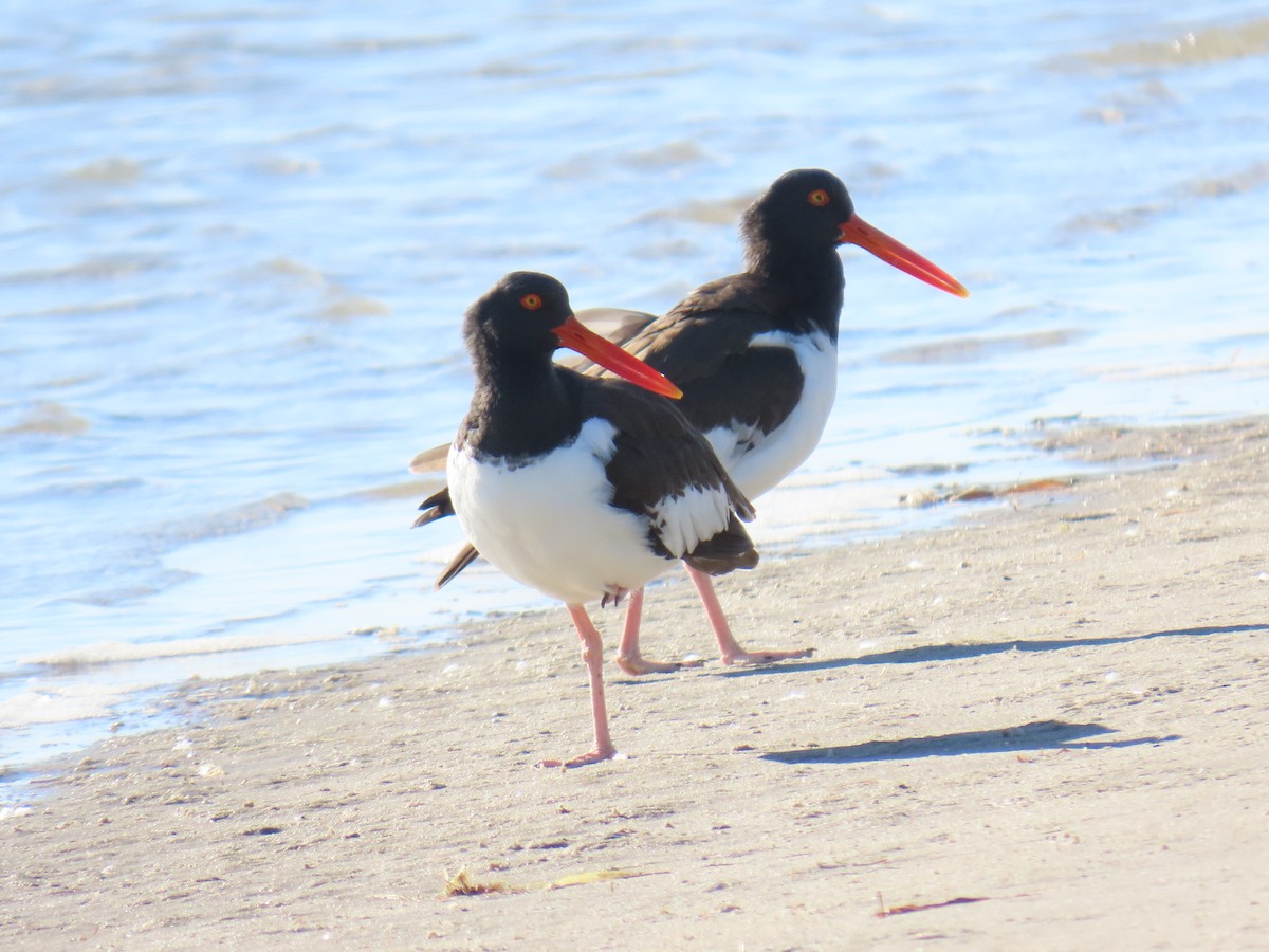 American Oystercatcher - ML647060201