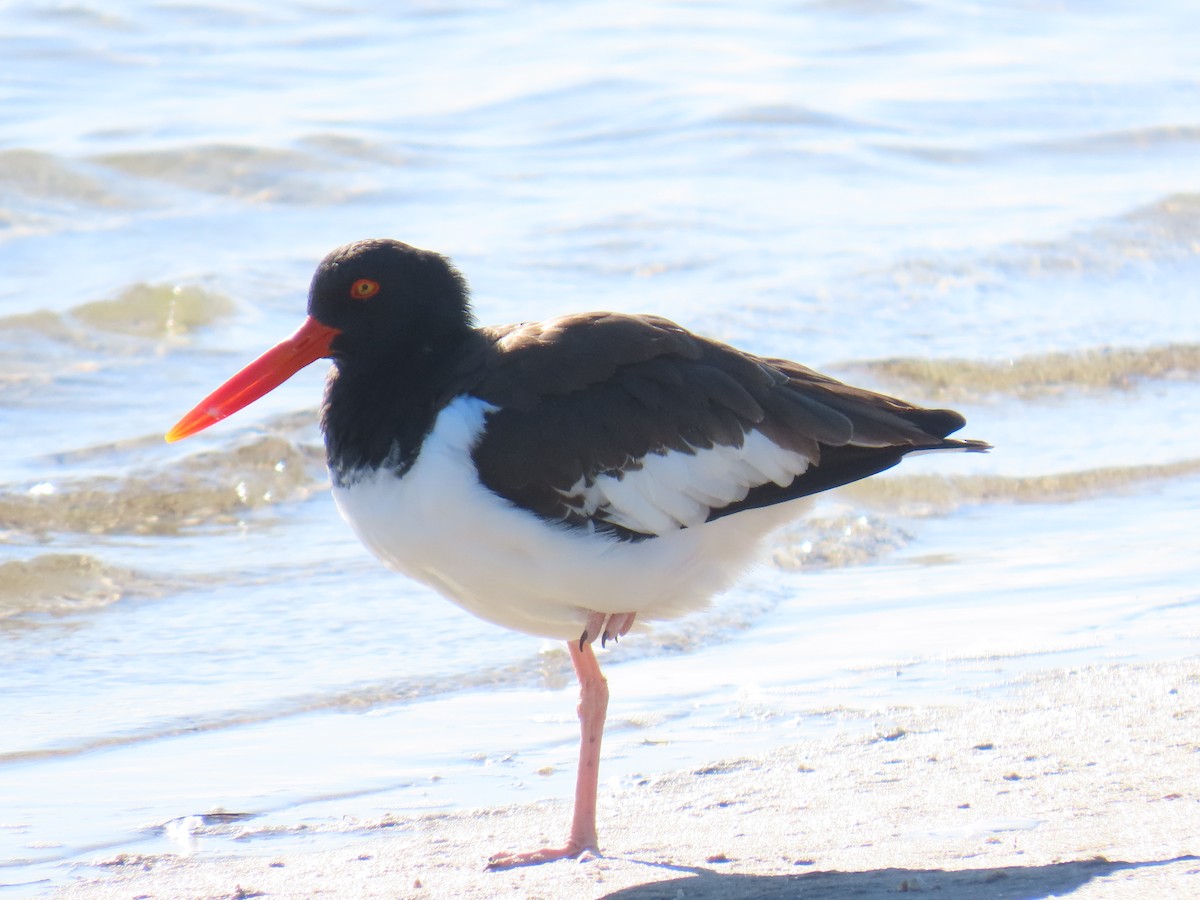 American Oystercatcher - ML647060202