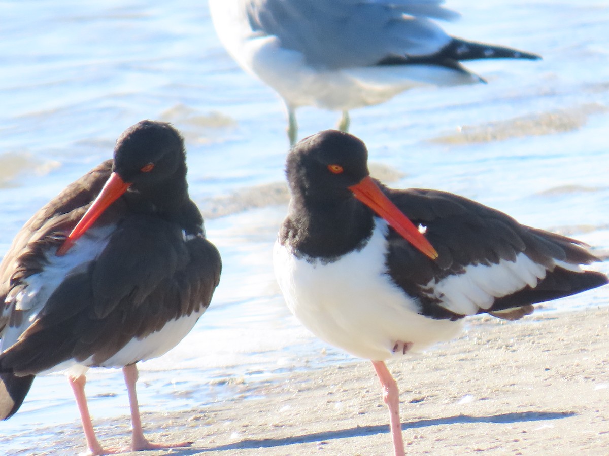 American Oystercatcher - ML647060203