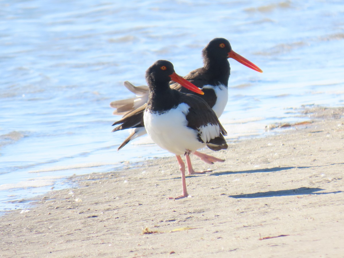 American Oystercatcher - ML647060204