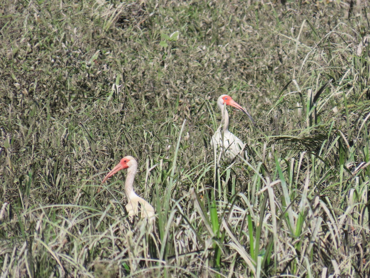 White Ibis - ML647060207