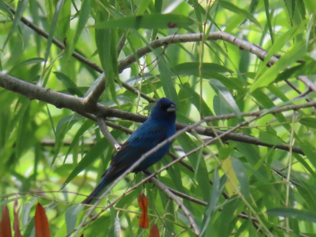 Indigo Bunting - ML647060210