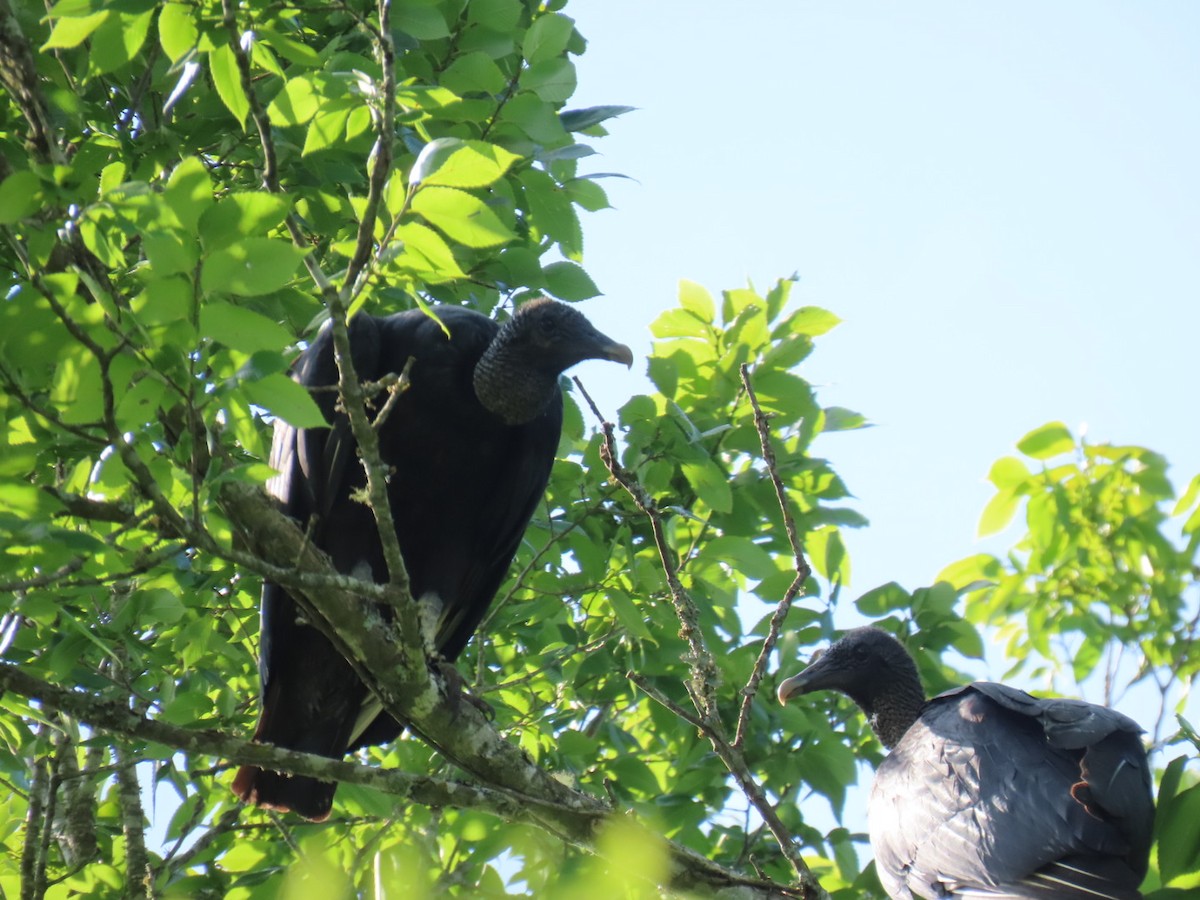 Black Vulture - ML647060216