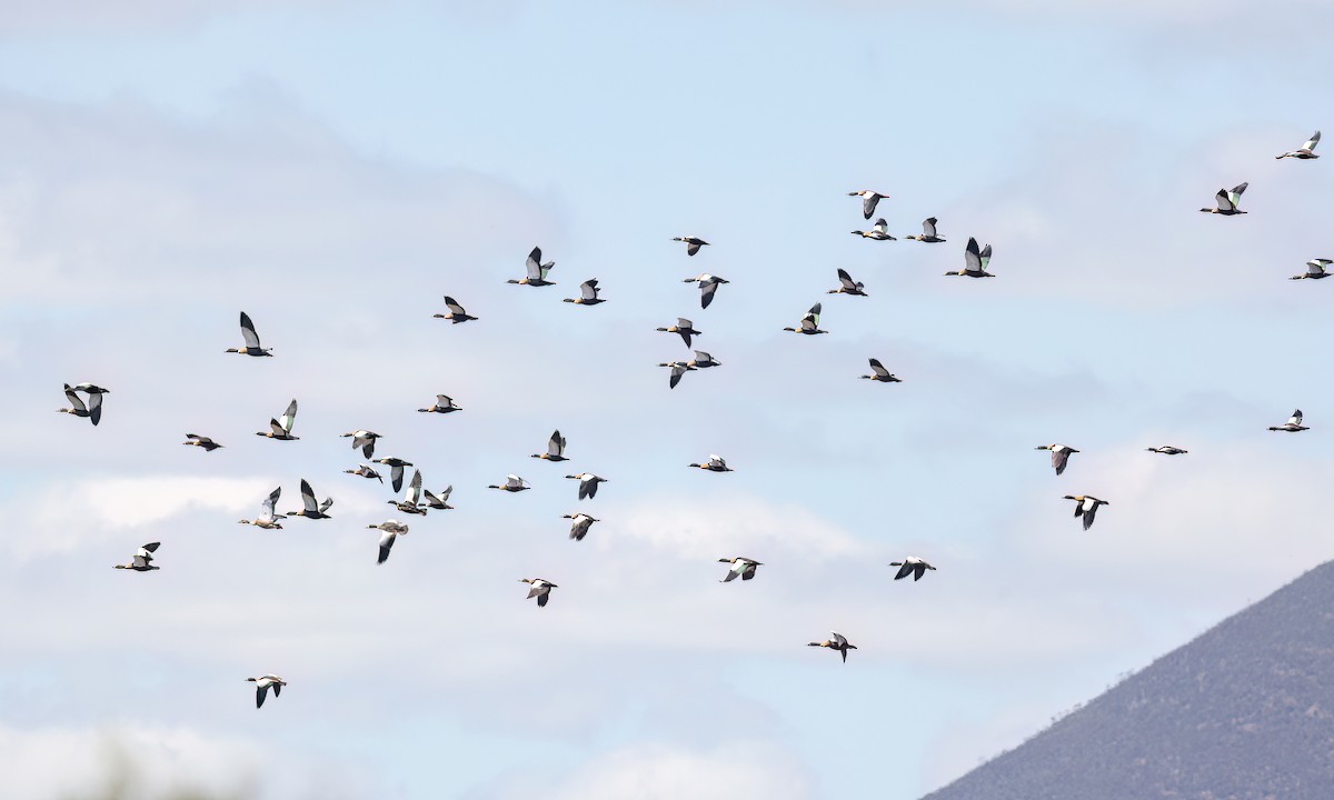 Australian Shelduck - ML647060217
