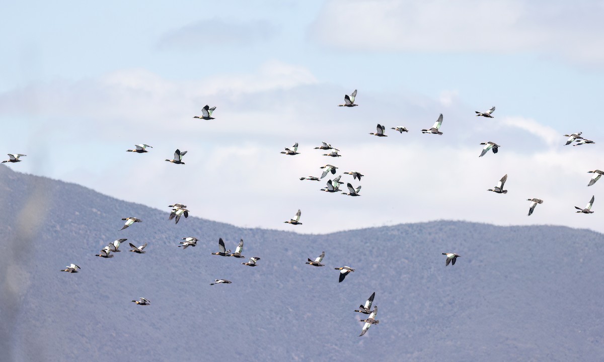 Australian Shelduck - ML647060218