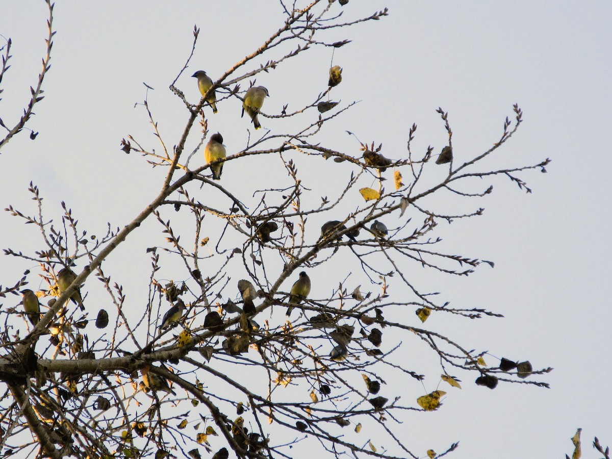 Кедровый свиристель - ML647060221