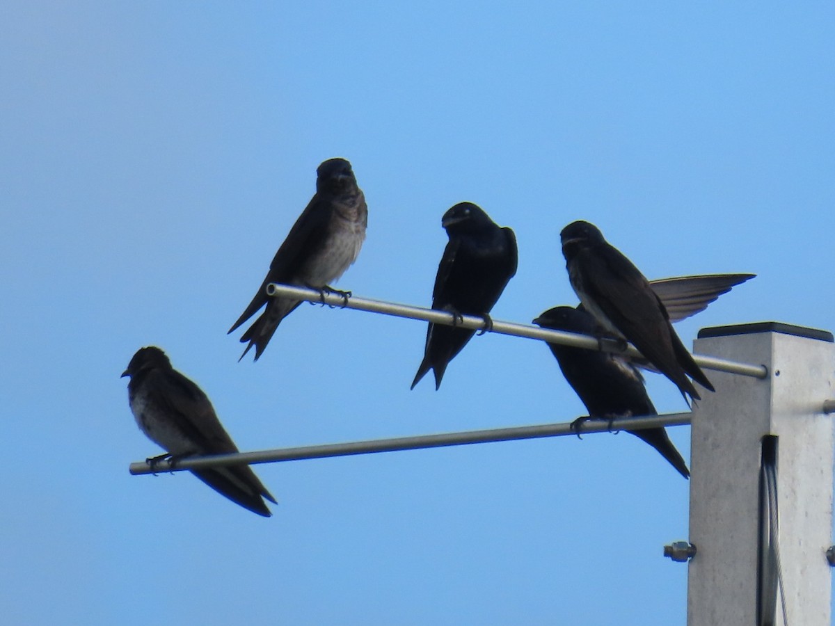 ムラサキツバメ - ML647060224