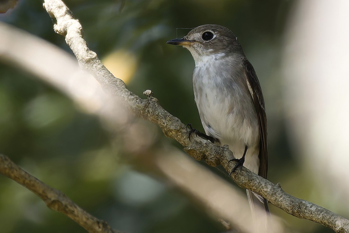Asian Brown Flycatcher - ML647060228