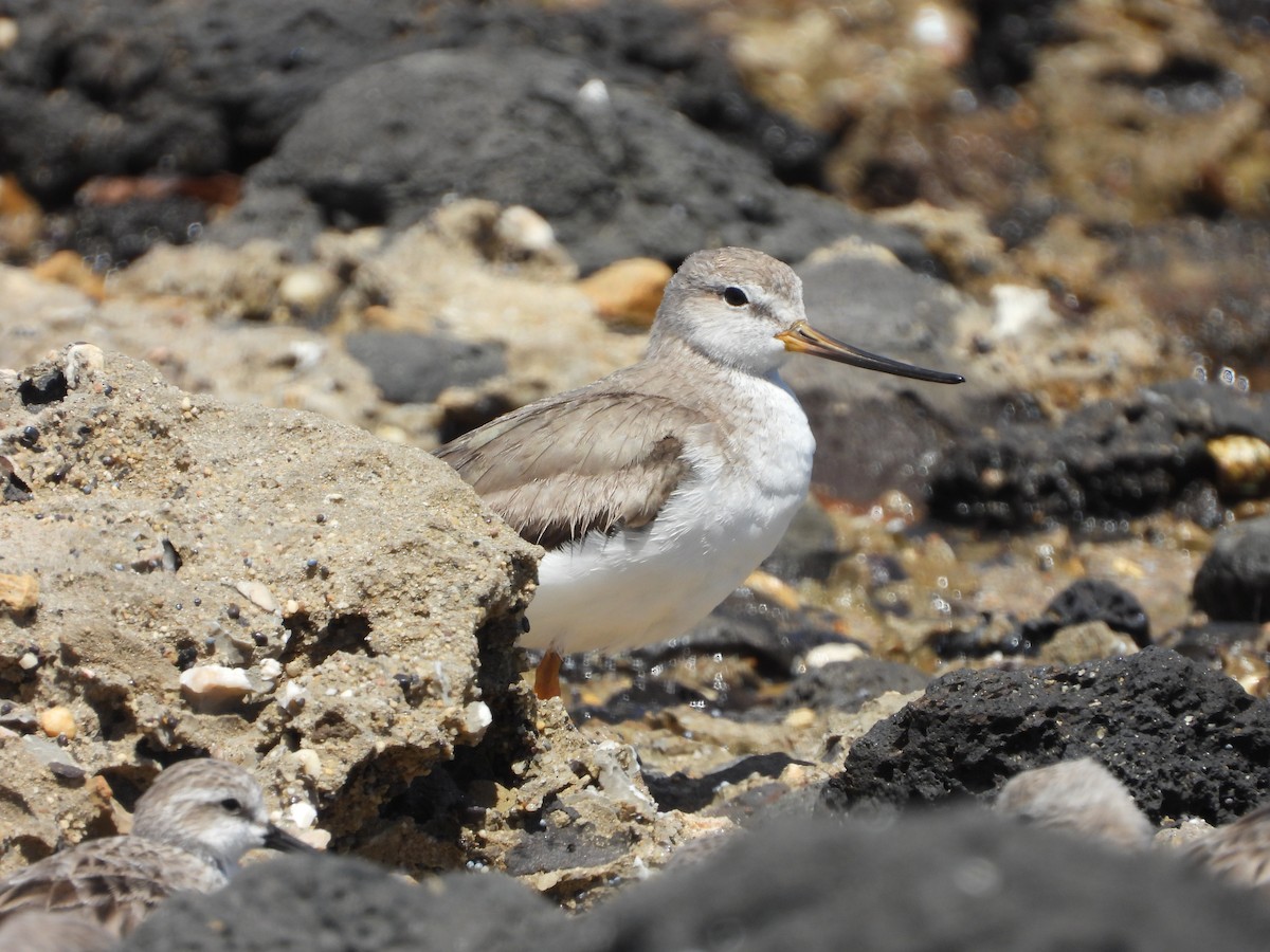 Terek Sandpiper - ML647060230