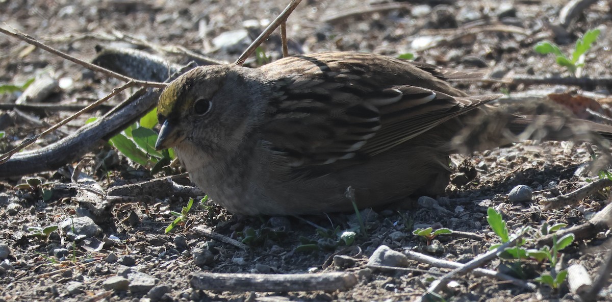 Golden-crowned Sparrow - ML647060231