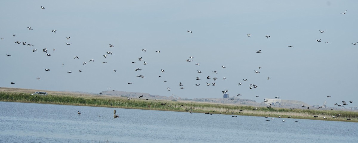 Australian Shelduck - ML647060233