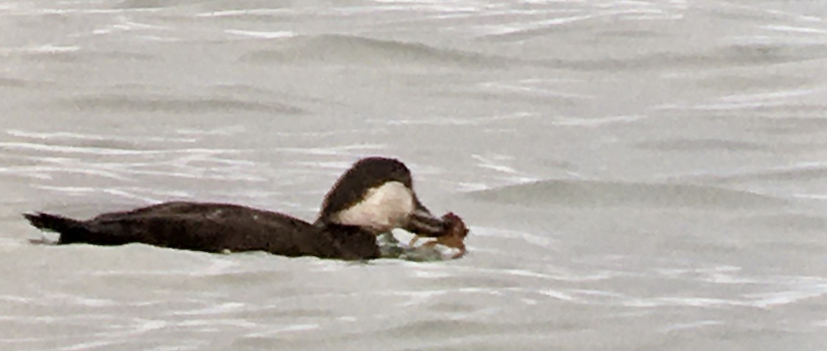 クロガモ - ML647060240