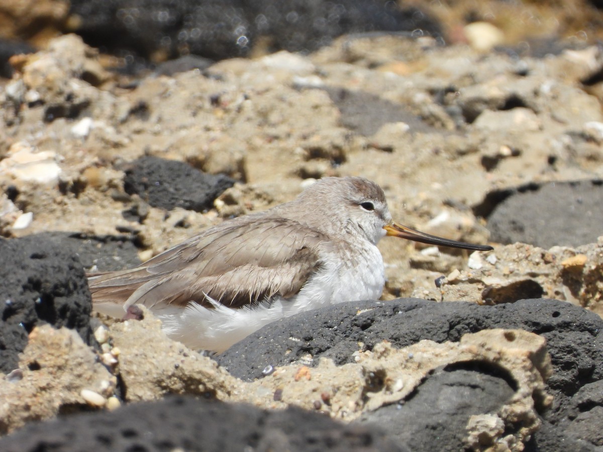 Terek Sandpiper - ML647060241