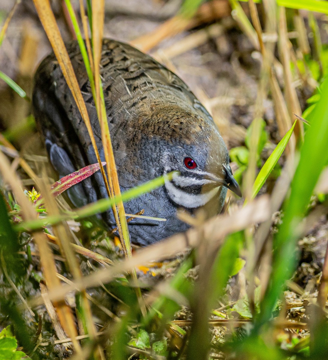 asiablåvaktel - ML647060242