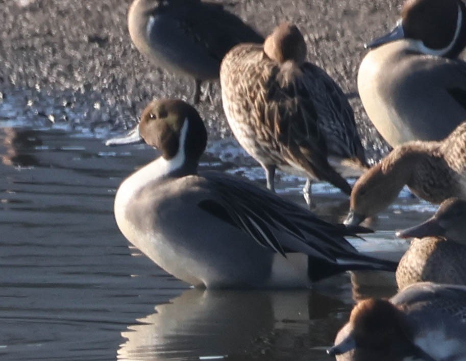 Northern Pintail - ML647060244