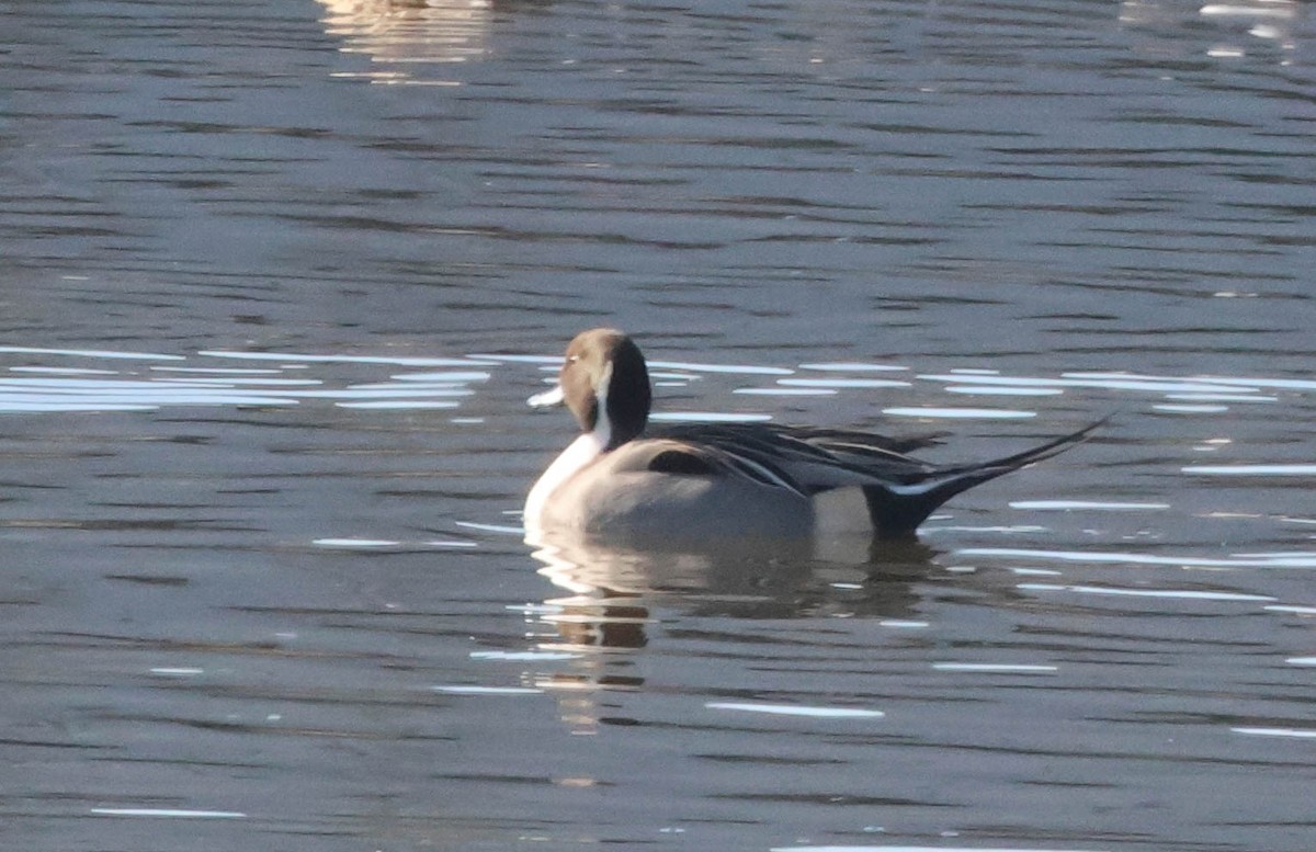 Northern Pintail - ML647060245