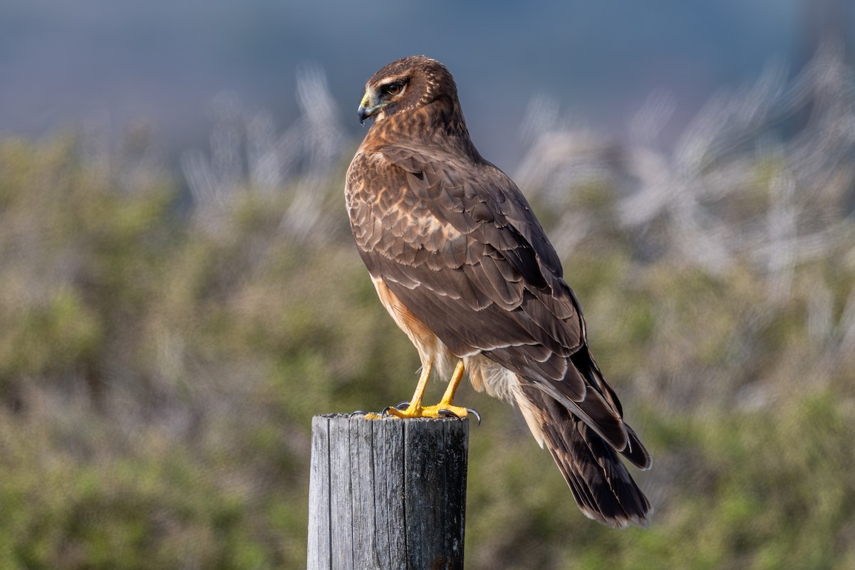 Northern Harrier - ML647060254