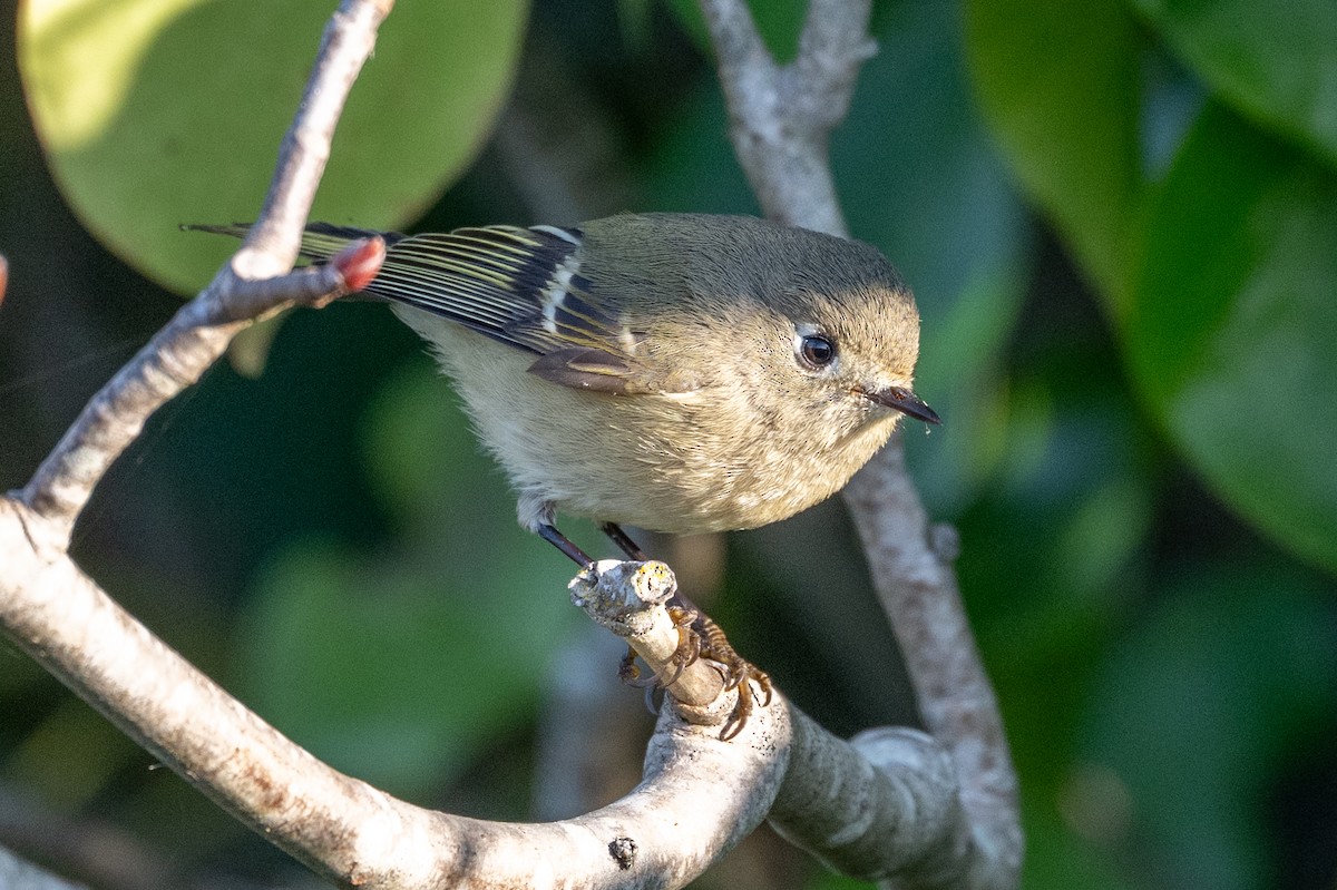 králíček americký - ML647060263