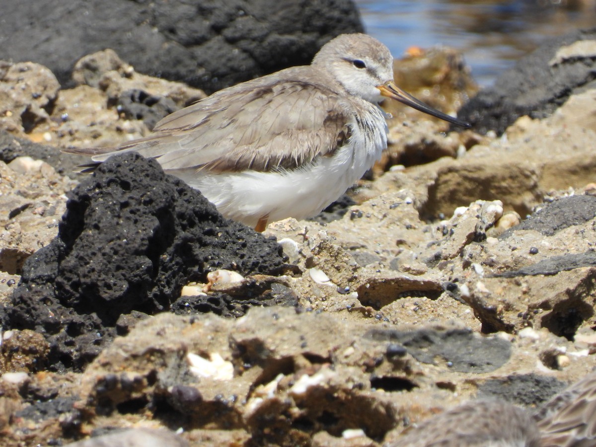 Terek Sandpiper - ML647060266