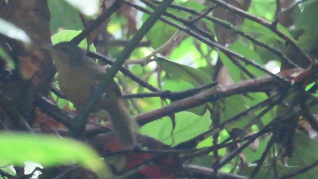 Dusky Antbird - ML647060274