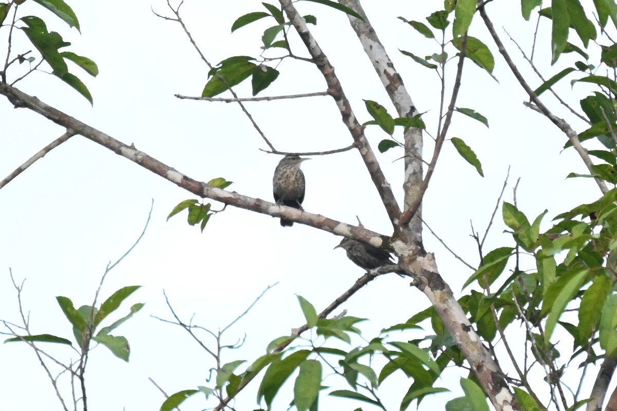 trostesmett - ML647060283