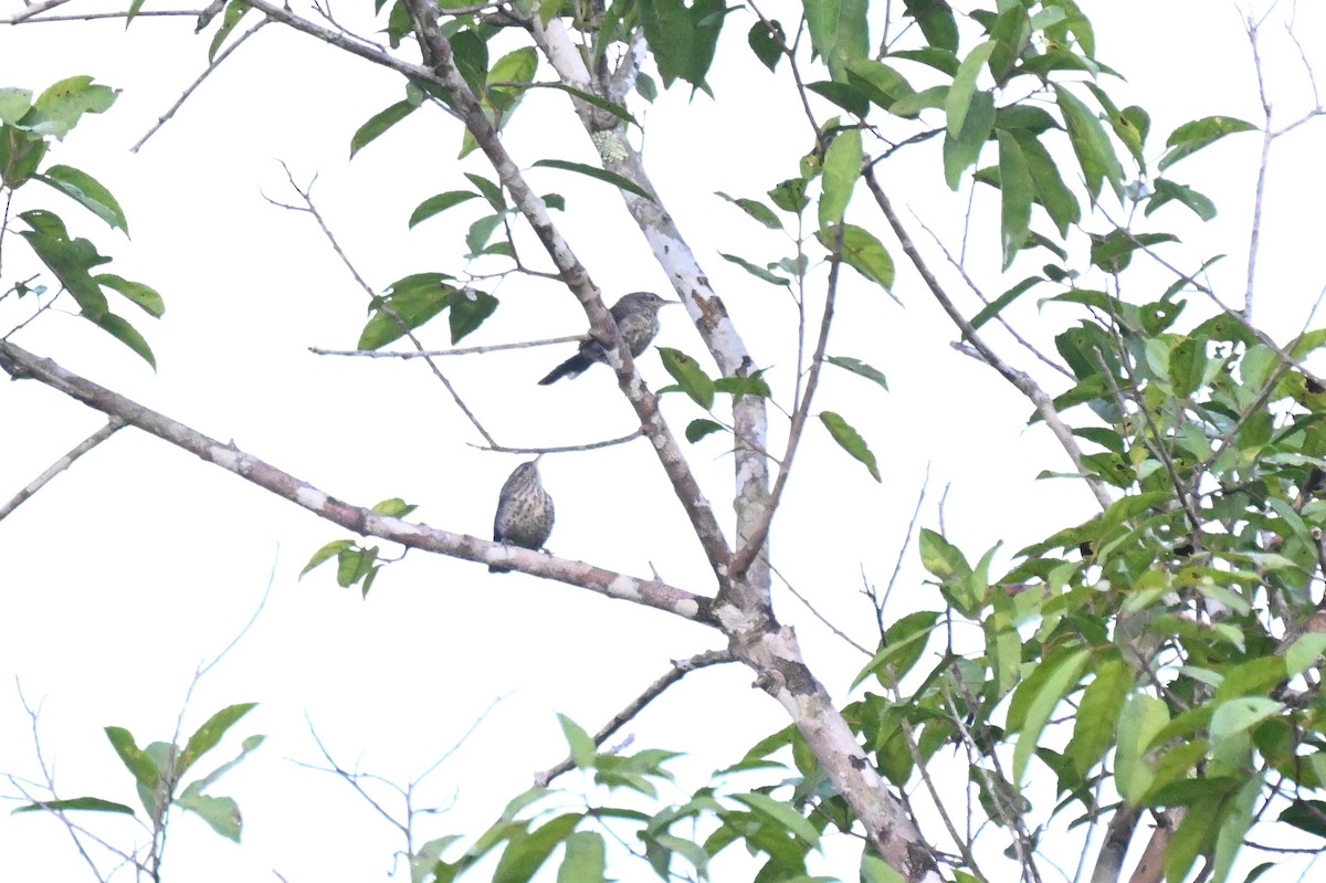 trostesmett - ML647060284